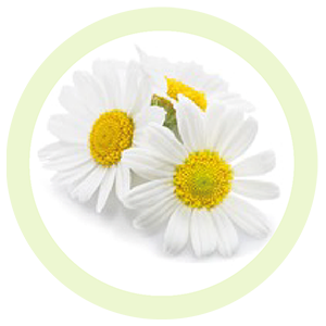 Chamomile oil WHAT IS CHAMOMILE OIL? Chamomile Oil is a powerful herb extracted from the beautifully delicate, yellow and white flowers and buds of the chamomile species Matricaria recutita or Matricaria chamomilla through a process of steam distillation.