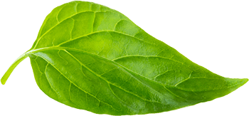 ethical-sourced-img-leaf-min