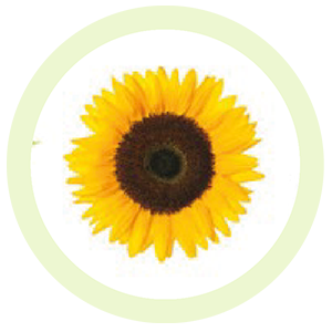Sunflower oil WHAT IS SUNFLOWER OIL? Sunflower Seed Oil or more simply as Sunflower Oil is pressed from the seeds of the big, yellow, cheerful sunflower plant (Helianthus annuus). It is a food, a medicine and a skin treatment!