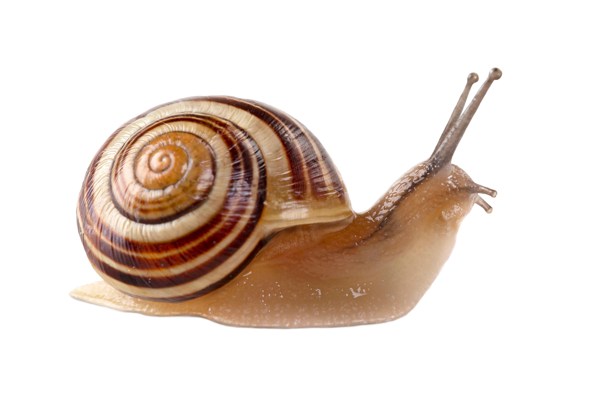 An image of a snail used to convey that no snails are harmed in the process of making glycosnail veg.